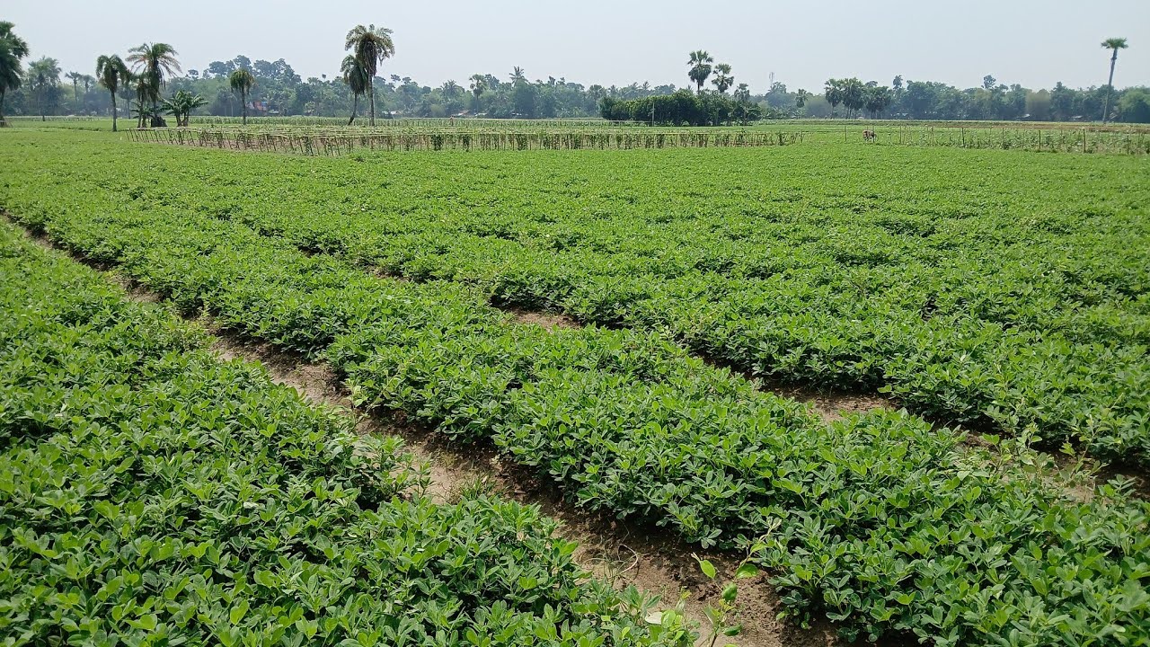 crop-land-in-west-bengal-youtube