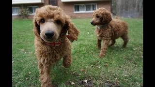 Red standard poodle puppies at almost 7.5 weeks - 2 more of the boys by Debra Pohl 233 views 5 years ago 1 minute, 44 seconds