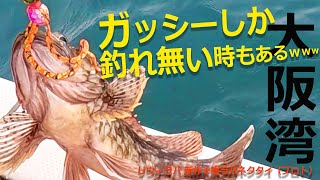 【大阪湾 鯛ラバ】釣れない時はリヴィラバを使おう♪