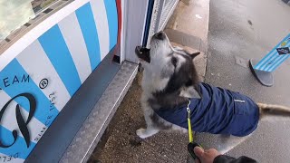 Friendliest Husky Gets Taken Out In Public