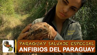Paraguay Salvaje Especial: Anfibios