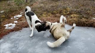 Akita Pups Thirty months old; daily walk snippets 1