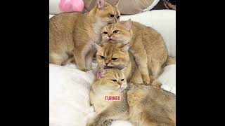 After being isolated by her fellow cats, this kitten enjoyed five-star treatment.#pets #cat #cute