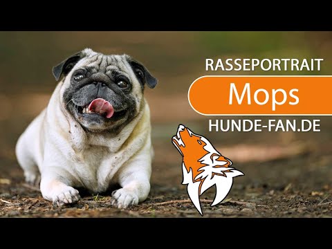 ► Mops [2019] Rasse, Aussehen &amp; Charakter