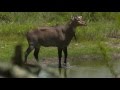The Ford Outfitters - What's a Nilgai?
