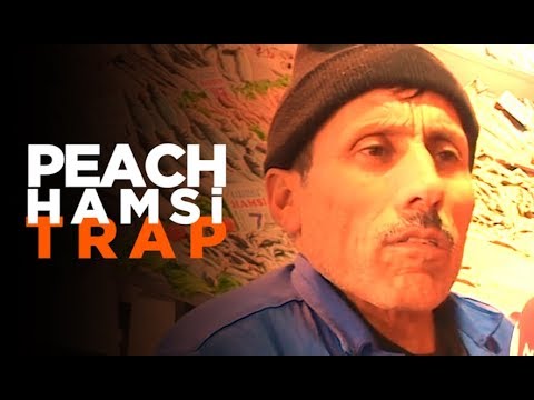 Peach Hamsi Trap