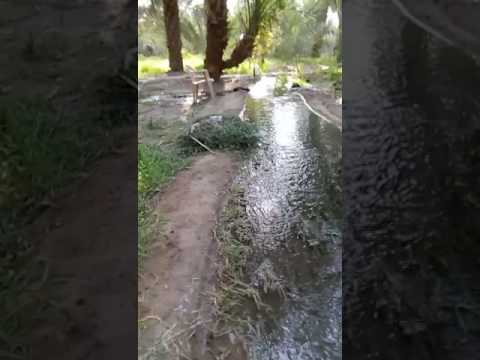 Kebun Kurma Pasuruan Doovi Kebun Kurma Pasuruan Doovi