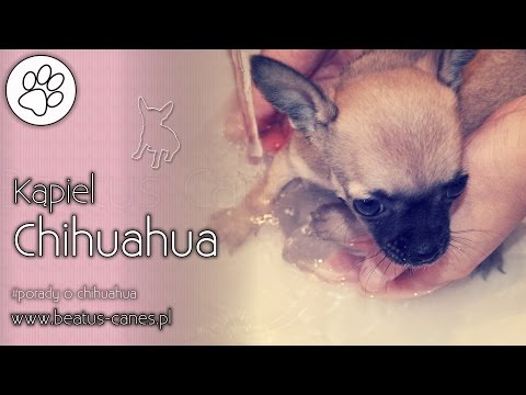 Wideo: Jak Kąpać Chihuahua