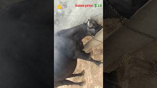 💪🐃 #bufflo #desi #village #shortvideo #viral #shorts