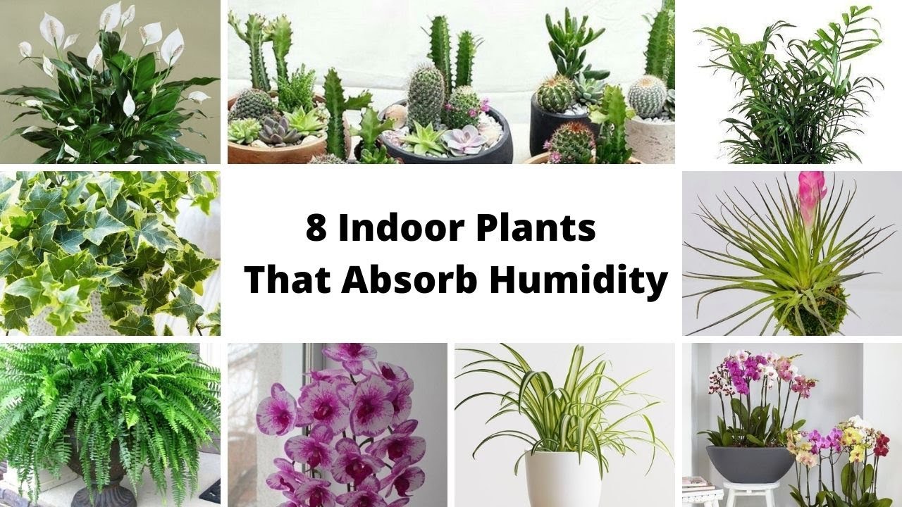 12 Bathroom Plants That Absorb Moisture / Indoor Plants That Absorb Humidity  / Houseplants 