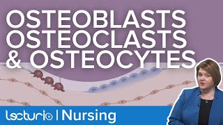 Osteoblasts, Osteoclasts, and Osteocytes | What Do They Do? | Gerontology Nursing