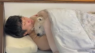 お風呂入った後、一緒にお布団で寝る柴犬