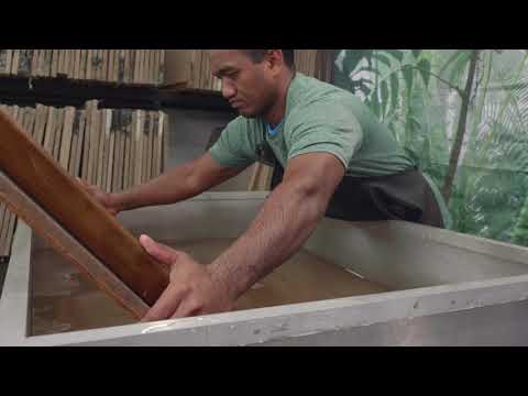 Micronesian Paper Making with Banana Fiber