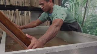 Micronesian Paper Making with Banana Fiber