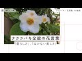 [新しいコレクション] ナツツバキ 花 言葉 588134-ナツツバキ 花言葉