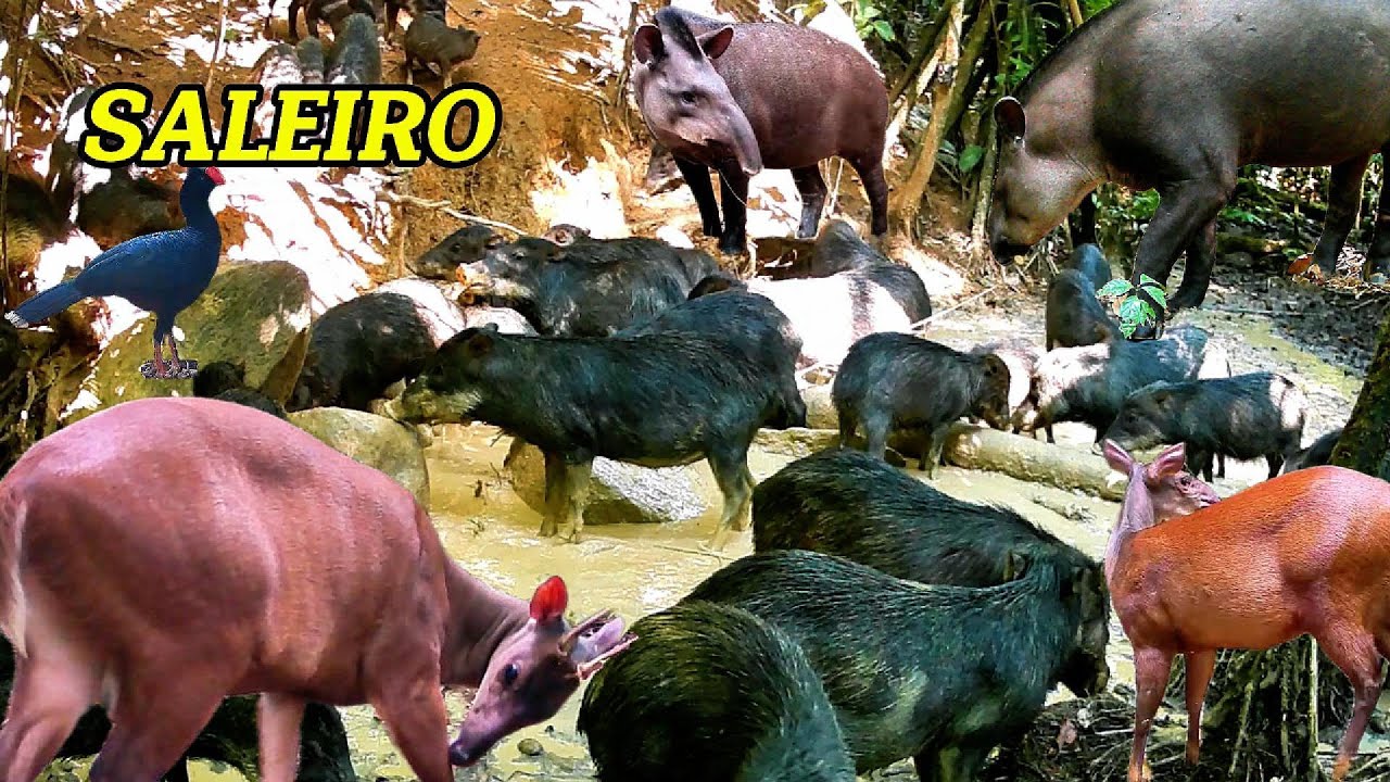 Fiquei impressionado com a quantidade de animais e aves silvestres que frequentam o saleiro#animals 