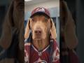 Avs must win! #nhlfaceoff #nhlplayoffs #nhlpredictions #doglife #stanleycup #fyp #nhl #hockeydog