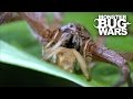 Giant Banded Huntsman Spider Vs Jungle Huntsman Spider | MONSTER BUG WARS