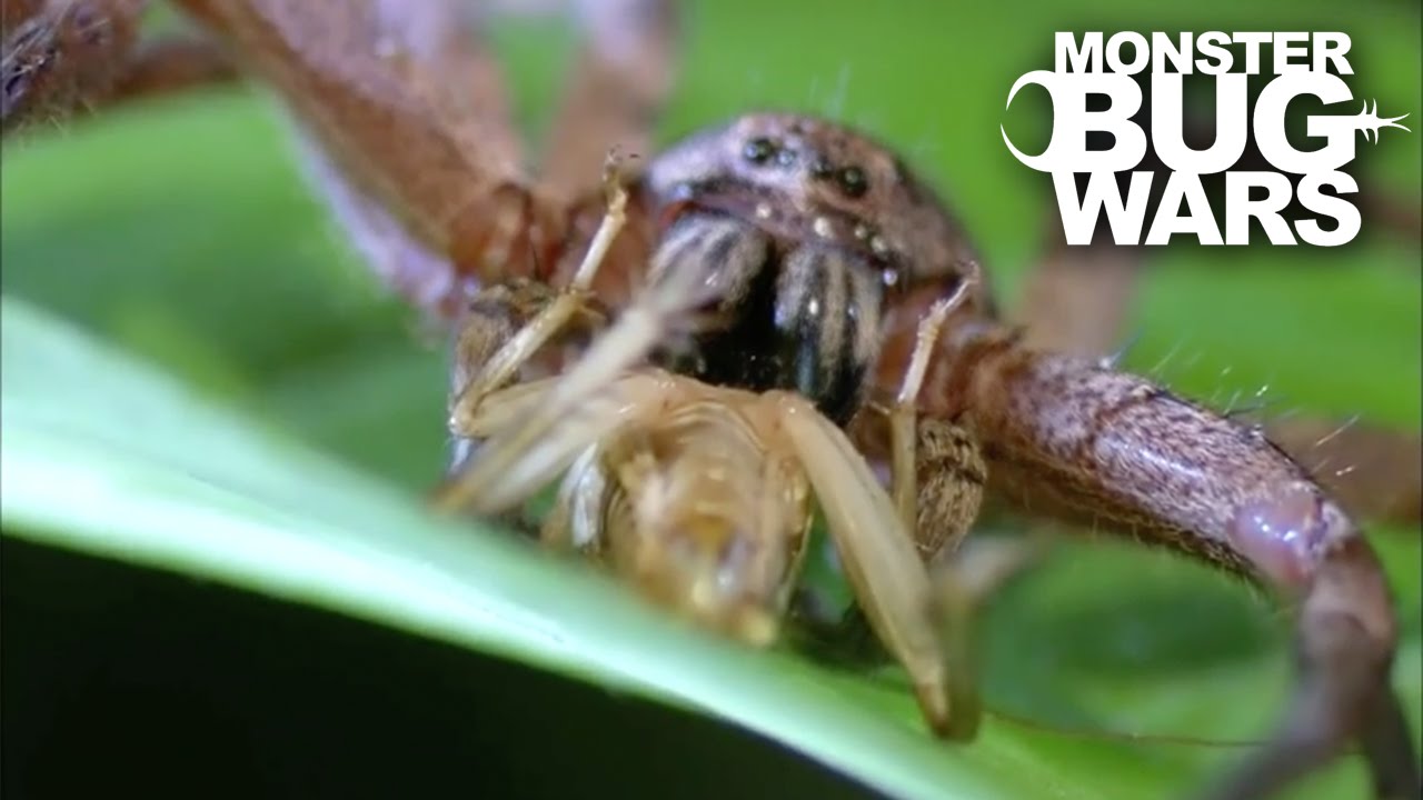 Giant Banded Huntsman Spider Vs Jungle Huntsman Spider | MONSTER BUG WARS