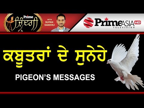 Prime Zindagi 161 || Pigeon`s Messages || ਕਬੂਤਰਾਂ ਦੇ ਸੁਨੇਹੇ