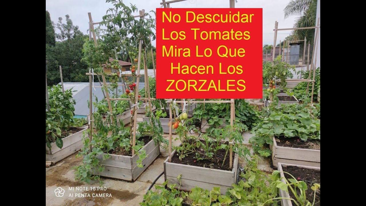 TRASPLANTE DE TOMATE TERCERA Y ULTIMA ETAPA
