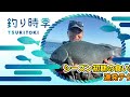 シーズン初期の食い渋りグレ 連発テクニック!!【釣り時季】