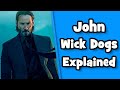 John wick dogs explained what kind of dog did john wick have  doggowner