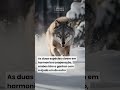 Lobos e Corvos são aliados secretos na natureza