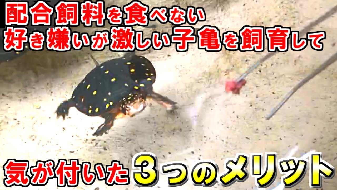 【子亀】配合飼料を食べない好き嫌いが激しい子亀を飼育して気付いた３つのメリット【可愛い】