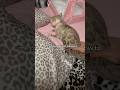 TikT0k Mirajanethebengal Relatable Foryou Trending Tiktok Viral Shortsfeed Famous TikT0k Mirajanethebengal Relatable Foryou Trending Tiktok Viral Shortsfeed Famous