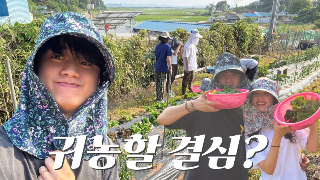 [일상VLOG] 하리네 농촌일기, 상추 따기, 꼬리곰탕  오코노미야끼 만들기 , 김포 카페 추천