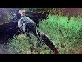Playing as a Ceratosaurus in The Isle