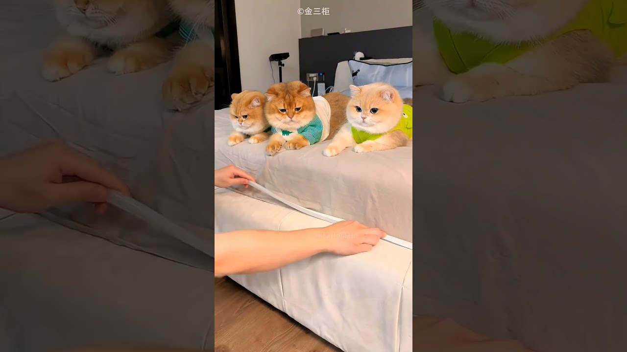 safety care from Ghost