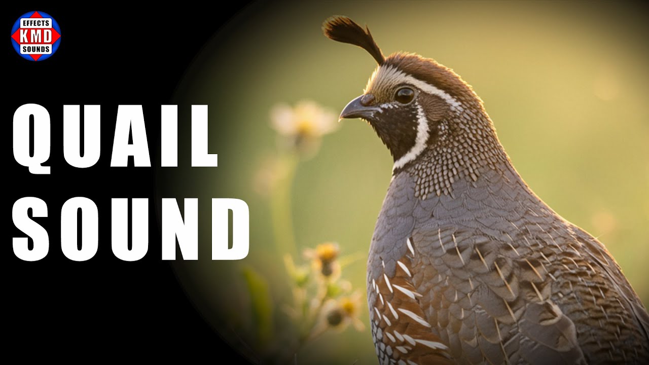 QUAIL SOUND ANIMAL SOUNDS Sound Effects YouTube