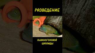 ЦИХЛИДА РАЗВЕДЕНИЕ 🐠🐠🐠🤯 #рыба #aquarium #animals #fishtank #fish #axolotl #bettafishuae #music