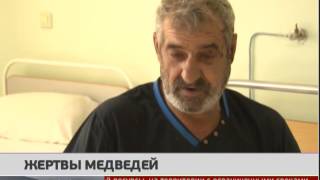 Жертвы медведей. Новости 24/10/2016 GuberniaTV Жертвы медведей. Новости 24/10/2016 GuberniaTV