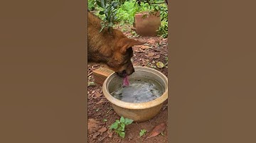 Tiếng chó uống nước