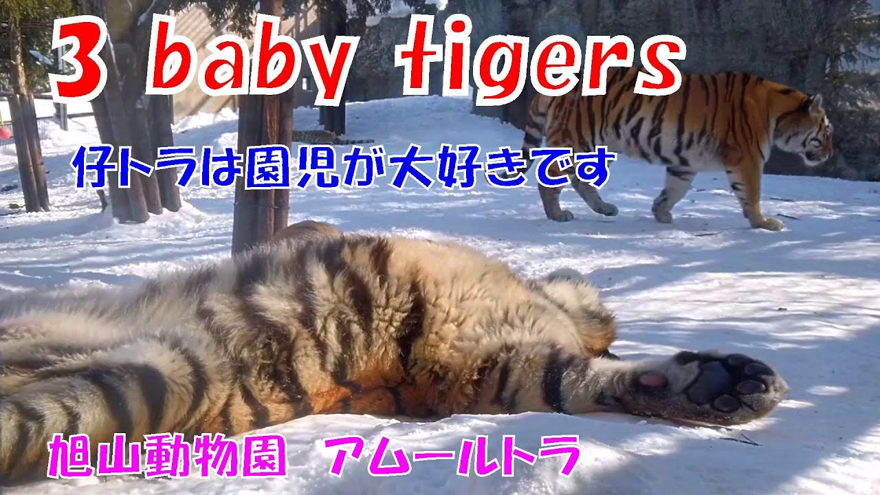 仔トラは園児が大好きです 旭山動物園 アムールトラのザリアと仔トラ3兄妹 Child Tigers Love Kindergarten Children Youtube 仔トラは園児が大好きです 旭山動物園 アムールトラのザリアと仔トラ3兄妹 Child Tigers Love Kindergarten Children Youtube