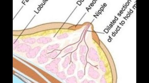Integumentary system - Breast Excision - Current Procedural Terminology