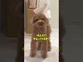 パパが帰ってきて大喜びするトイプードル