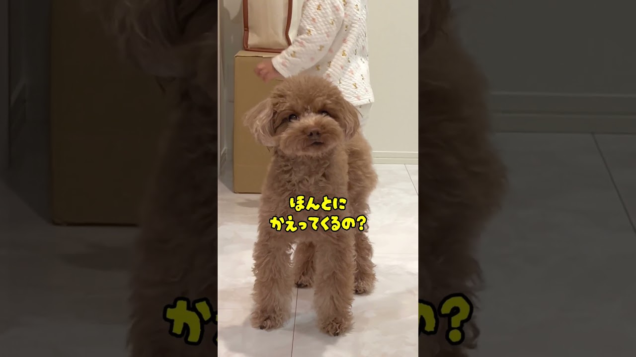 パパが帰ってきて大喜びするトイプードル