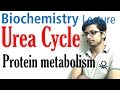 Urea cycle