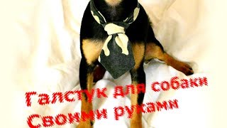 Галстук для собаки своими руками Галстук для собаки своими руками