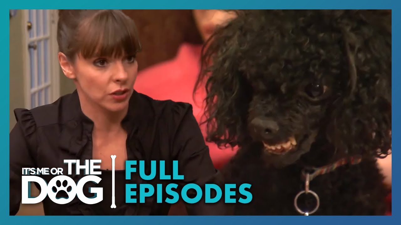 Victoria vs The World’s Angriest Toy Poodle! | Season 1 Episode 10 | It's Me Or The Dog US