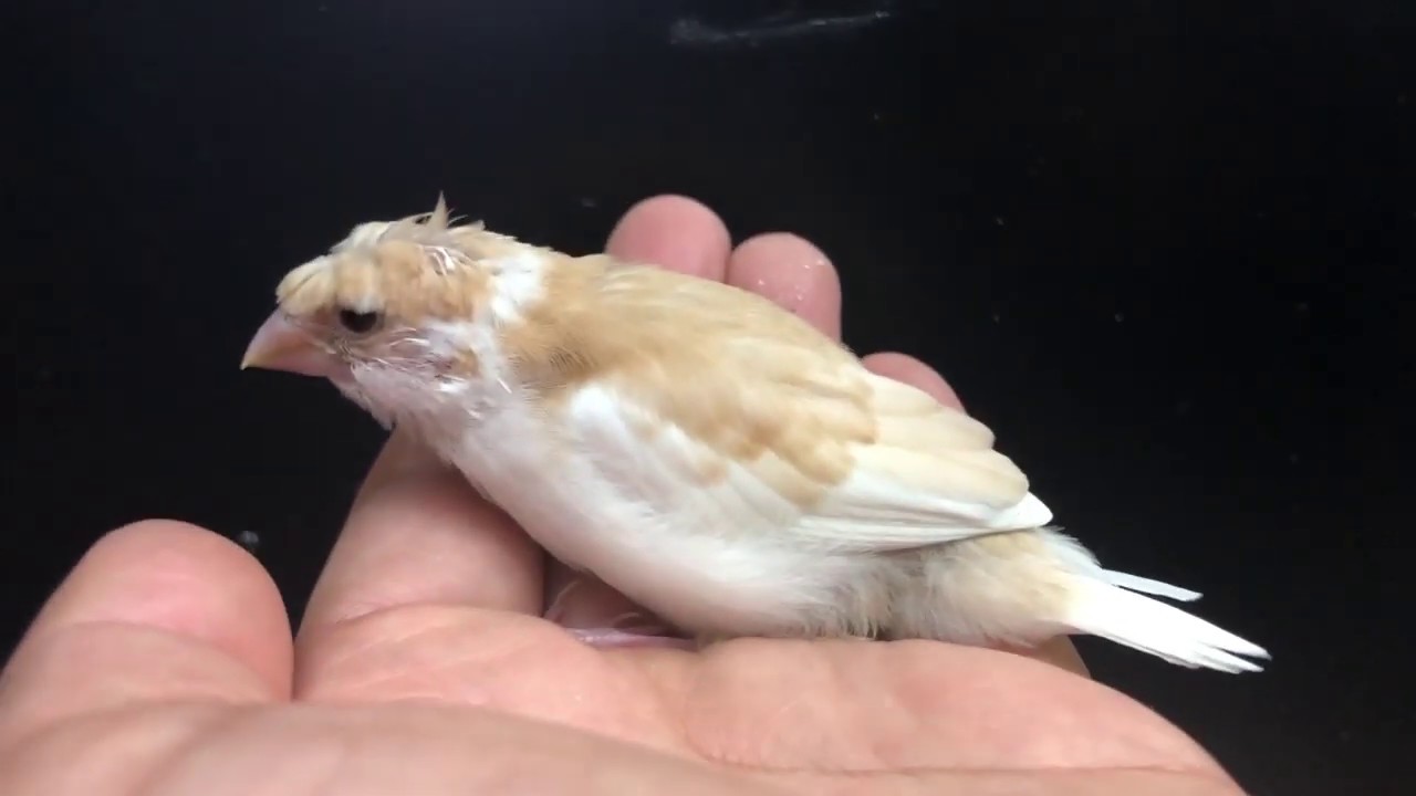 梵天十姉妹 ヒナ 手乗り Lovebirdfukuoka ラブバードフクオカ 19 3 7 Youtube 梵天十姉妹 ヒナ 手乗り Lovebirdfukuoka ラブバードフクオカ 19 3 7 Youtube