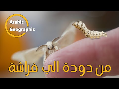 فيديو: أي الطيور تأكل دودة القز؟