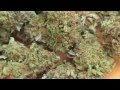 Berry Kush Macro Close Up Cannabis 1080p 1080p