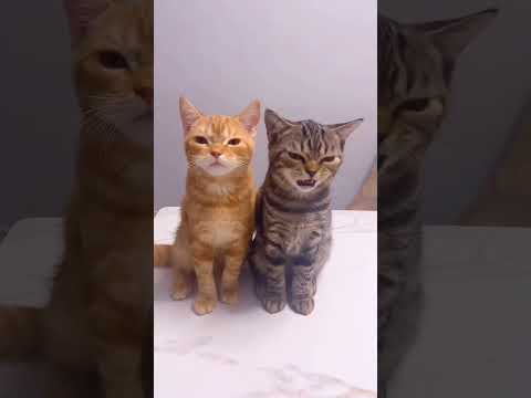 CURIOSIDADES SOBRE GATOS