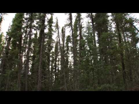 Video: Anong biome ang Saskatchewan?