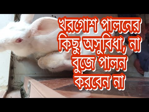 ভিডিও: বামন খরগোশ পালনের W টি উপায়